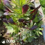 Aeonium Garnet Colorful Clustering - Image 2