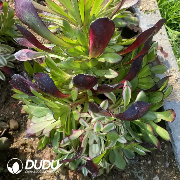 Aeonium Garnet Colorful Clustering - Image 2