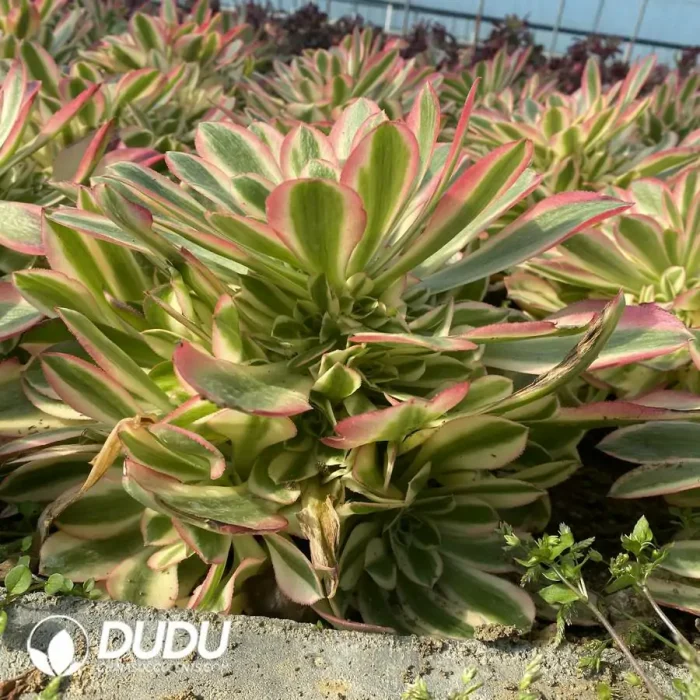 Aeonium Pink Witch Clustering - Image 2