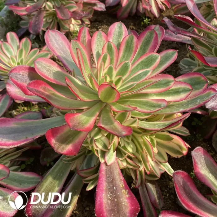 Aeonium Medusa Clustering - Image 2