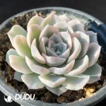 Echeveria Mexican Snowball Variegated - Image 2