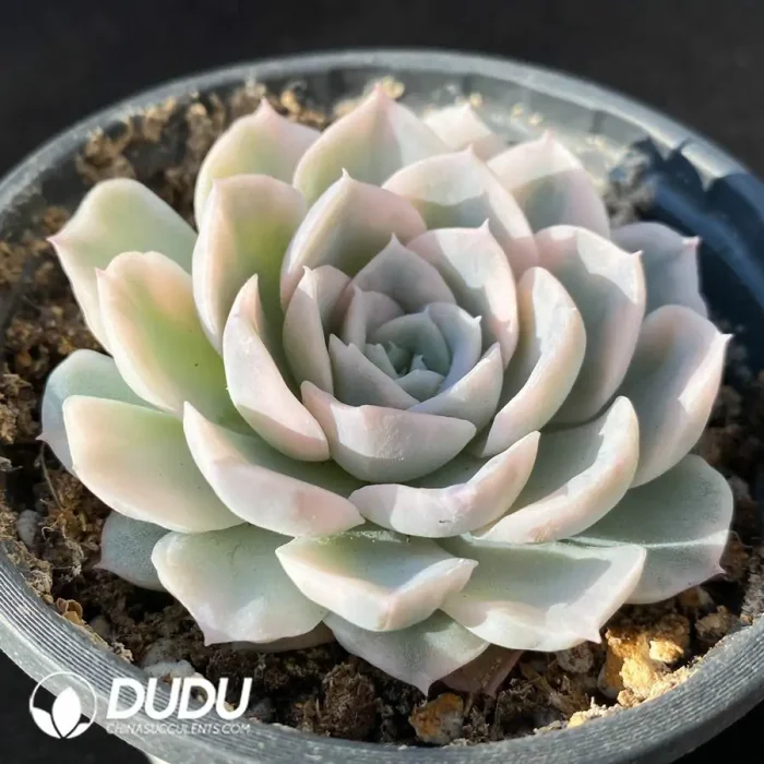 Echeveria Mexican Snowball Variegated - Image 2