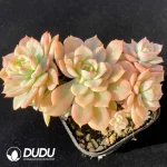 Echeveria Deren Oliver Variegated Clustering - Image 2