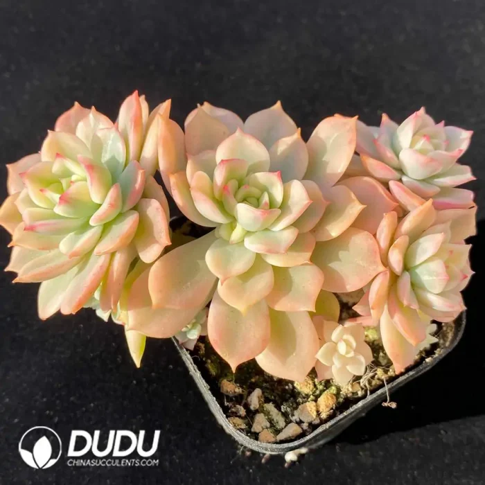 Echeveria Deren Oliver Variegated Clustering - Image 2