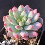 Echeveria x Sedeveria' Blue Elf Stone Variegated - Image 2