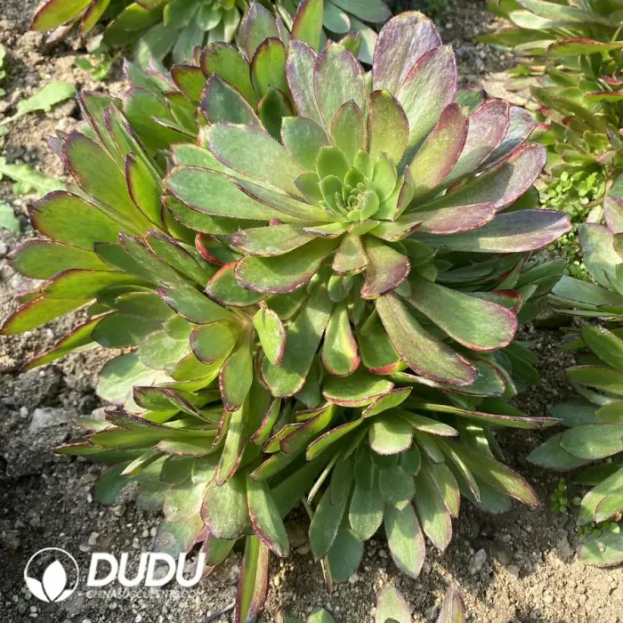 Aeonium Banlan Clustering - Image 2