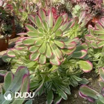 Aeonium JiYue Clustering - Image 2