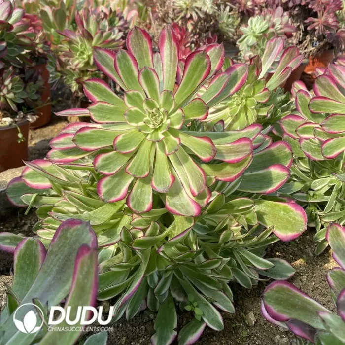 Aeonium JiYue Clustering - Image 2