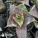 Agave titanota 'White Whale' marginata - Image 2