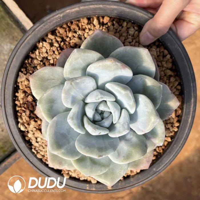 Echeveria Ice Green Monstrose - Image 2