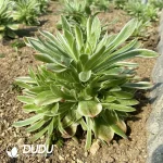 Aeonium Elizabeth Clustering - Image 2