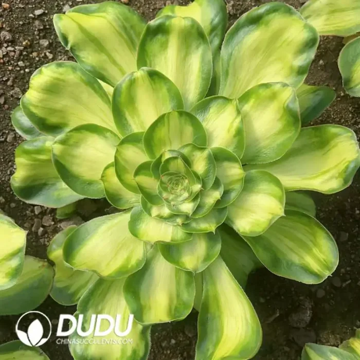 Aeonium Tyrant Variegated (Wide Variegated) - Image 2