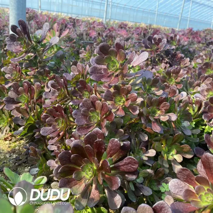 Aeonium Black Soybean Clustering - Image 2