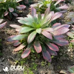 Aeonium Banshee Clustering - Image 2