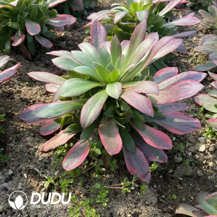 Aeonium Banshee Clustering - Image 2