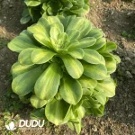 Aeonium Emerald Glaze Clustering(Selected) - Image 2