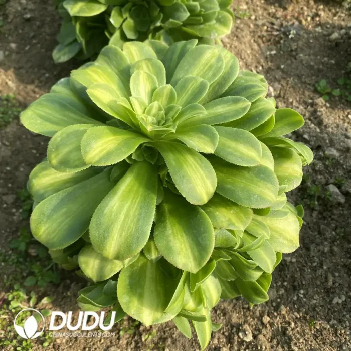 Aeonium Emerald Glaze Clustering(Selected) - Image 2