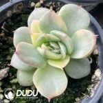 Echeveria Floriditty Variegated - Image 2