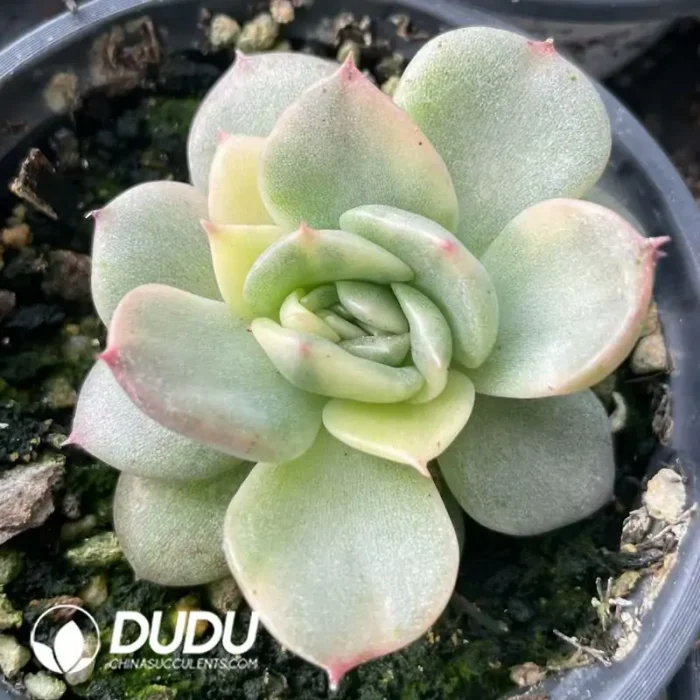Echeveria Floriditty Variegated - Image 2
