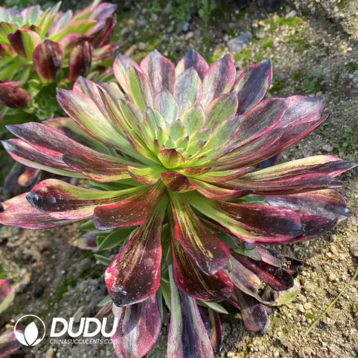 Aeonium Morandi Clustering - Image 2