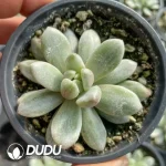 Echeveria Chanel Variegated - Image 2