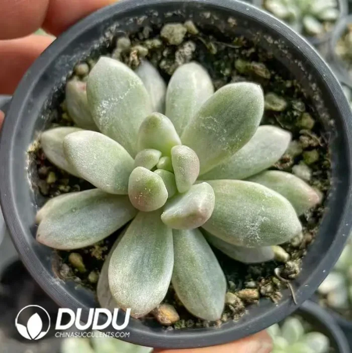 Echeveria Chanel Variegated - Image 2