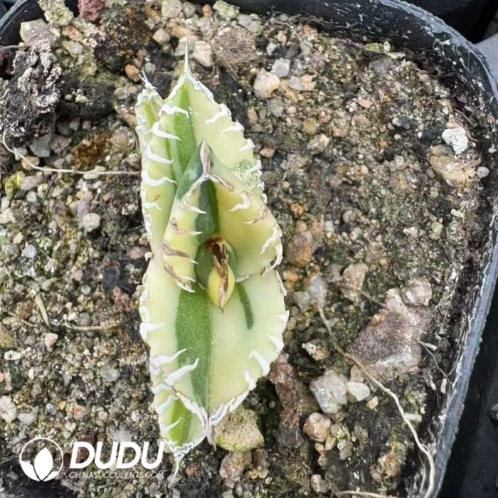 Agave Venom Variegated - Image 2