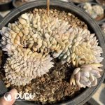 Echeveria Ariel Cristata - Image 2