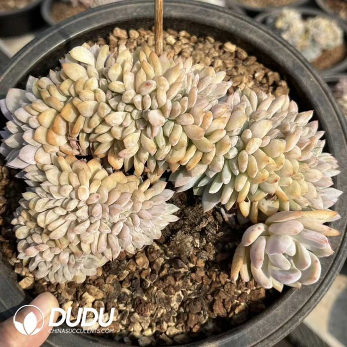 Echeveria Ariel Cristata - Image 2