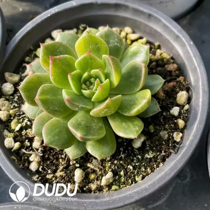 Echeveria Margaret Variegated - Image 2