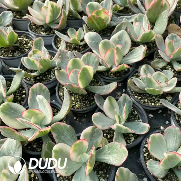 Echeveria Juliet Variegated - Image 2