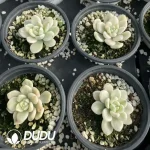 Echeveria Ruotao Variegated - Image 2