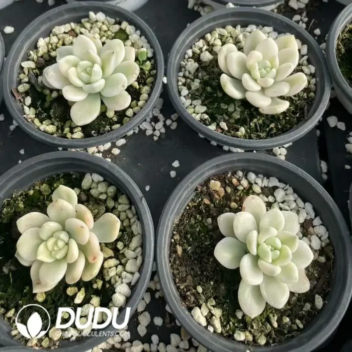 Echeveria Ruotao Variegated - Image 2