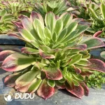 Aeonium Pink Diamond Clustering - Image 2