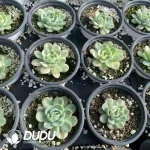 Echeveria Strawberry Ice Variegated - Image 2