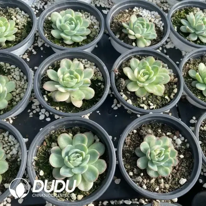 Echeveria Strawberry Ice Variegated - Image 2