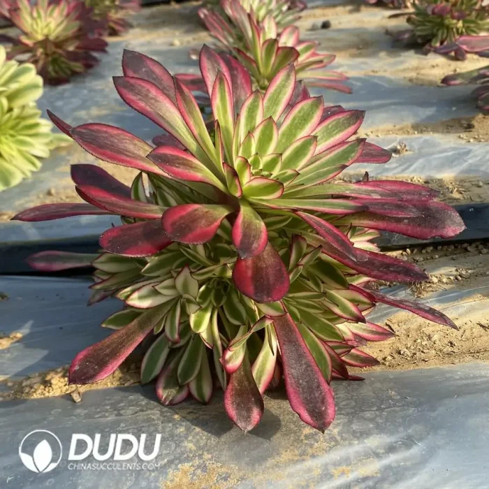 Aeonium Garnet of White Variegated Clustering - Image 2