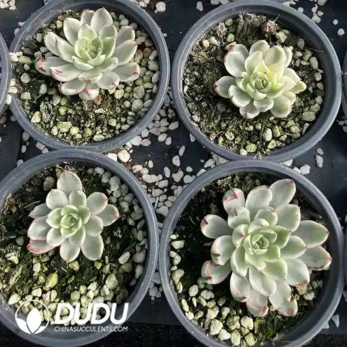 Echeveria Giselle Variegated - Image 2