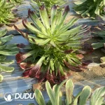 Aeonium Herben Clustering - Image 2