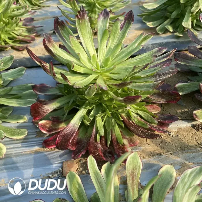 Aeonium Herben Clustering - Image 2