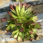 Aeonium Wan Deng color Clustering - Image 2