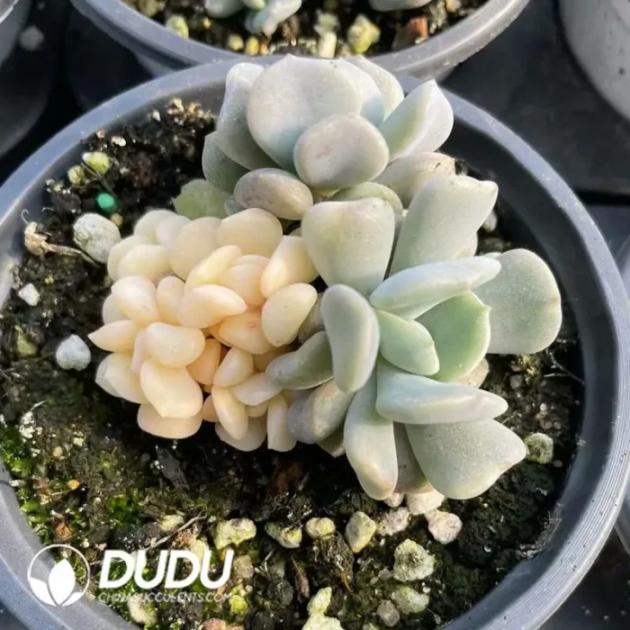 Echeveria Exotic yin yang Variegated - Image 2