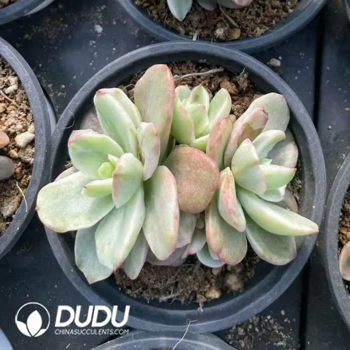 Echeveria Red plum variegated Clustering - Image 2