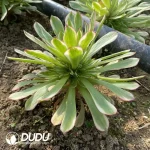 Aeonium Meiji Clustering (Pink Body) - Image 2