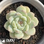 $2.43*24 Echeveria Snow Angel - Image 2