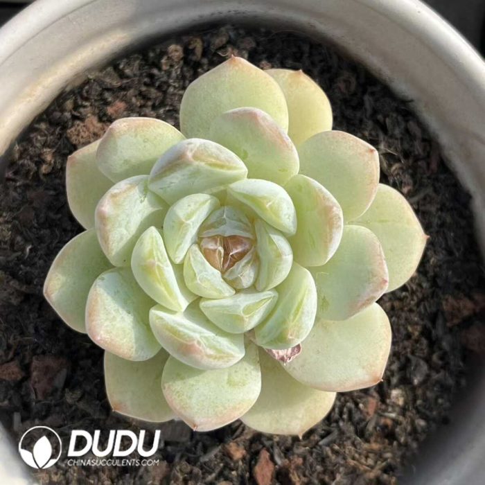 $2.43*24 Echeveria Snow Angel - Image 2