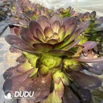 Aeonium Black Widow Clustering - Image 2