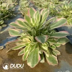 Aeonium Colorful Stone Clustering - Image 2