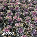 Echeveria Rainbow Double Head - Image 2
