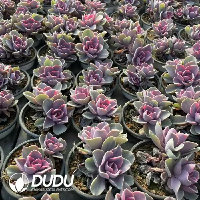Echeveria Rainbow Double Head - Image 2